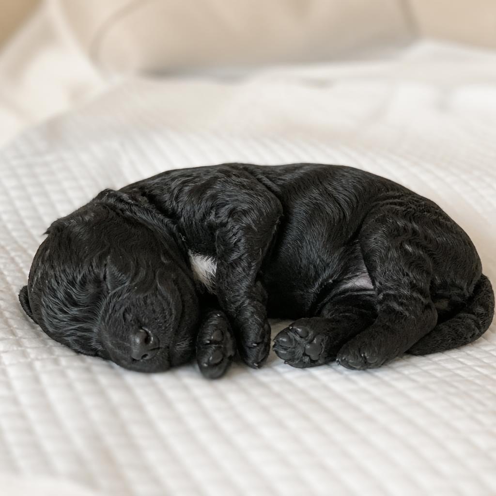 Bella, a black with a white chest patch, soft curly coat Goldendoodle puppy