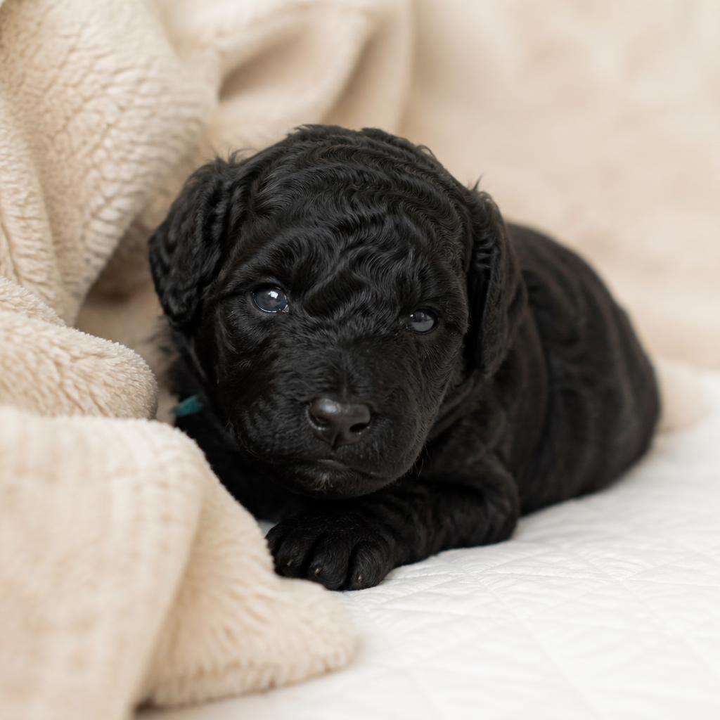 Honey, a solid black, glossy curly coat Goldendoodle puppy